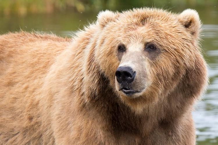 По Белогорску уже второй день бродит дикий медведь, люди в ужасе