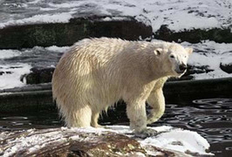 Белые медведи сутки держат в осаде полярников на метеостанции в Арктике