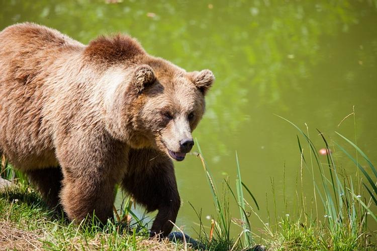 Медведь напал на пожилого мужчину в Коми
