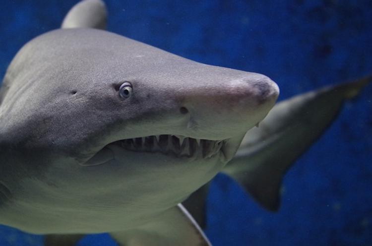 В сети появилось шокирующее видео с дайверами и акулой в Египте