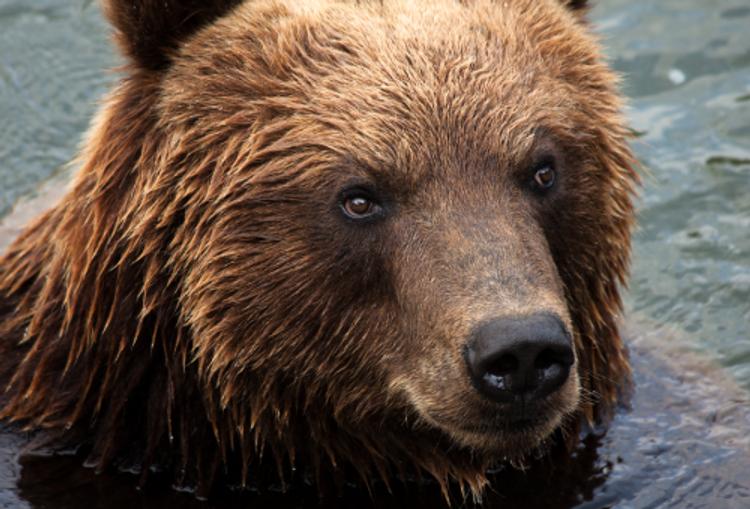 В польском зоопарке медведица стала сапером