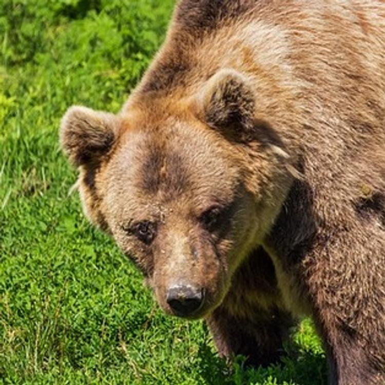 По садам около Кирова гуляет медведь?