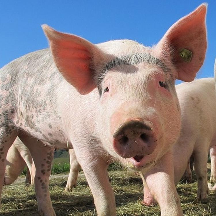 Не приведут ли меры против АЧС к дефициту свинины в Кировской области?