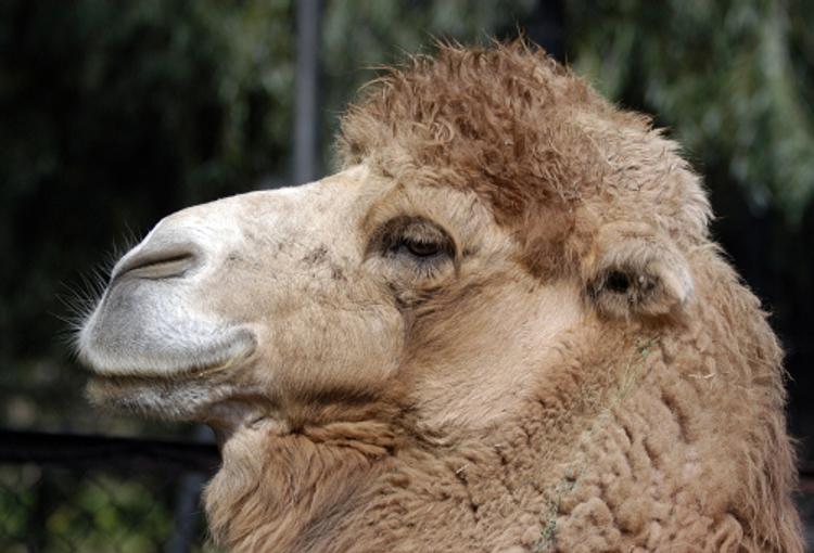 В башкирском зоопарке верблюд покусал беременную женщину и плевать хотел на претензии