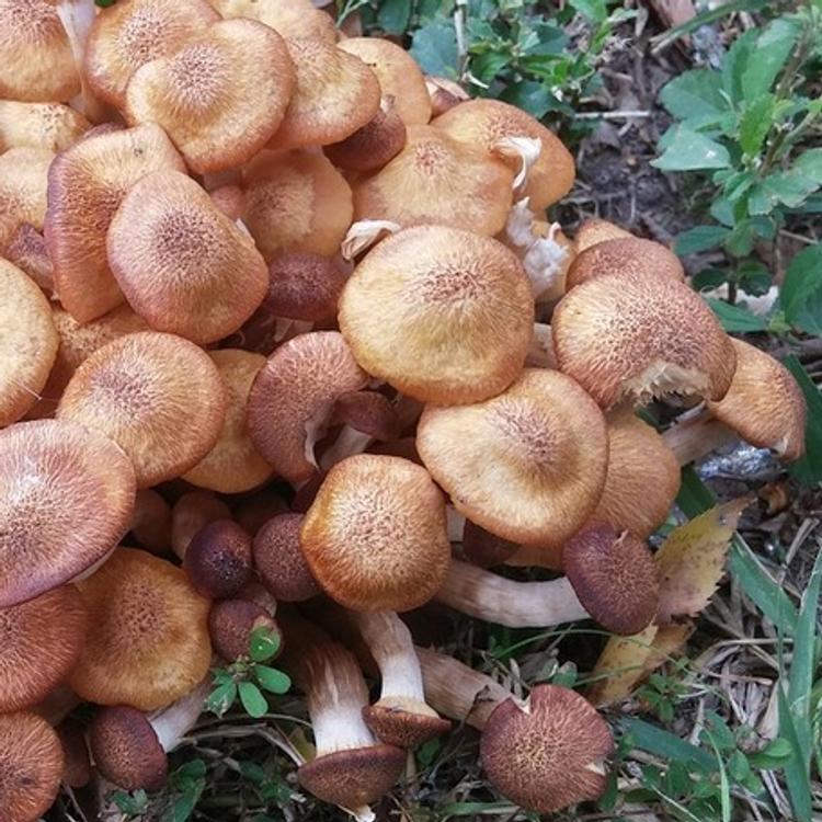 В Кировской области - первый случай отравления грибами за сезон