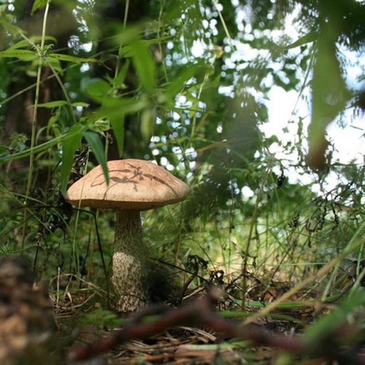 Кировские полицейские вывели из леса семью грибников