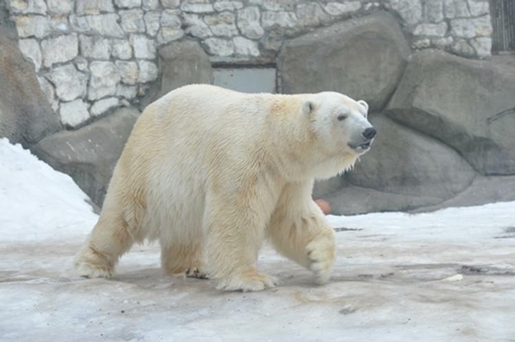 В новосибирском зоопарке белые медведи едят торт из килек (ВИДЕО)