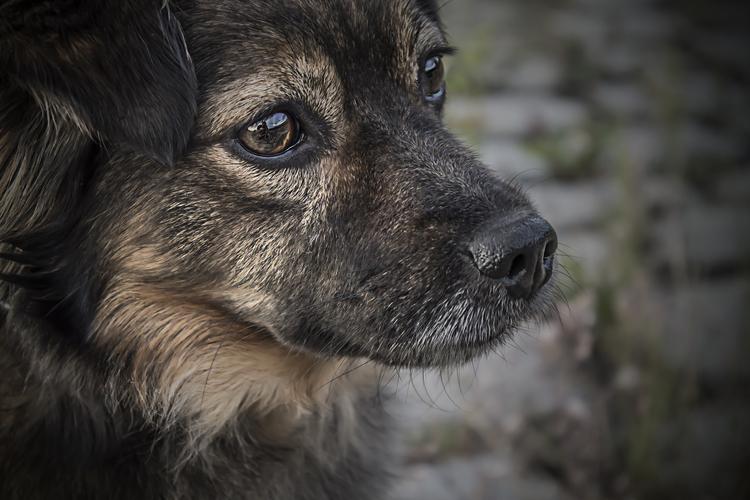 В Краснодаре кошка спасла от голодной смерти щенков, выброшенных на помойку