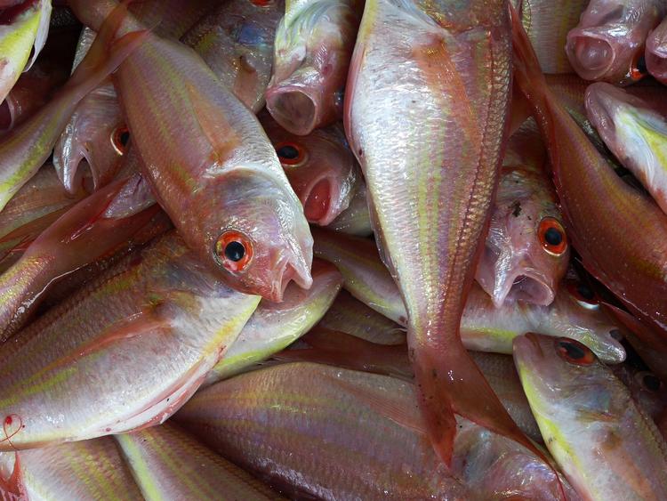 Правительство сузило перечень рыбных продуктов, запрещенных для ввоза в Россию