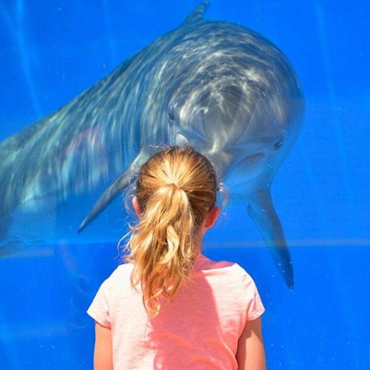 Пользователи сети требуют закрытия Приморского океанариума из-за гибели дельфинов