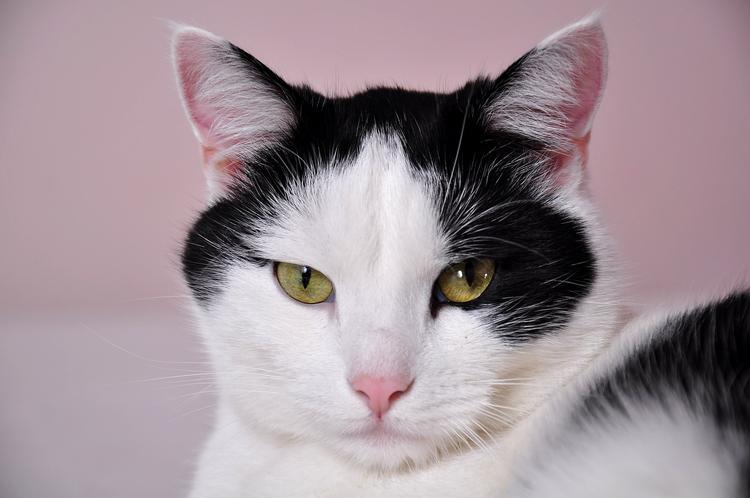 Американку раскритиковали в Интернете за ее жалобу на кота в магазине (ФОТО)