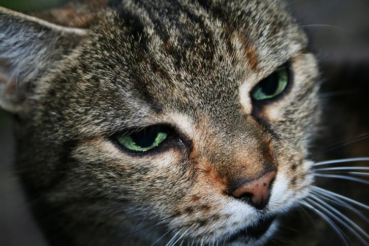 В Индонезии кот больше года оплакивает хозяйку на ее могиле