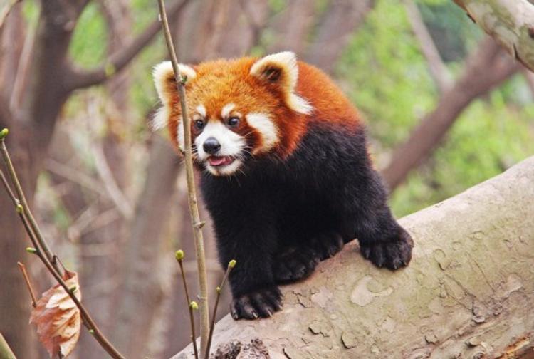 В Московский зоопарк едут китайские панды