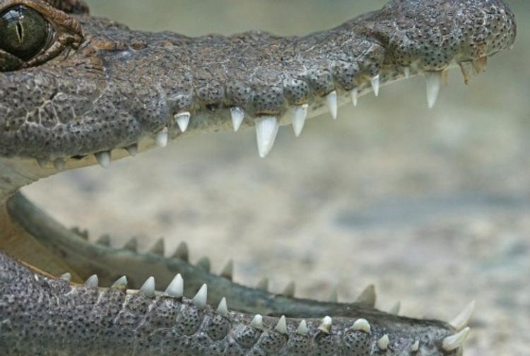 В Зимбабве крокодил проверил влюбленных на верность (ВИДЕО)