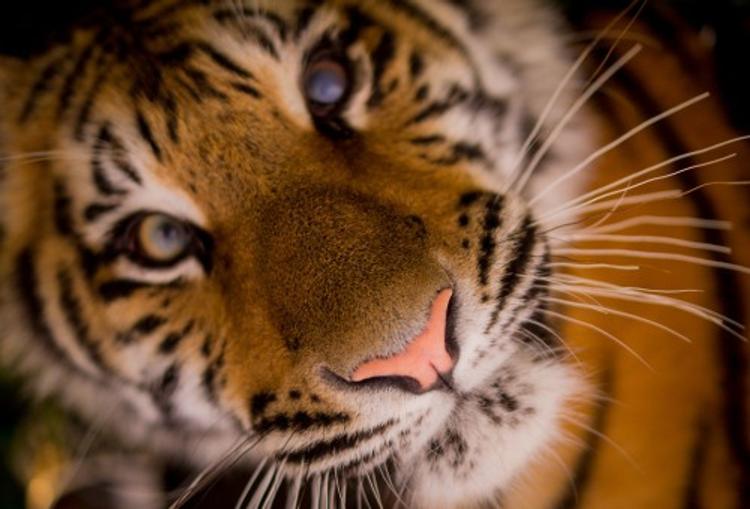 Красноярские тигры предсказали, кто станет президентом США