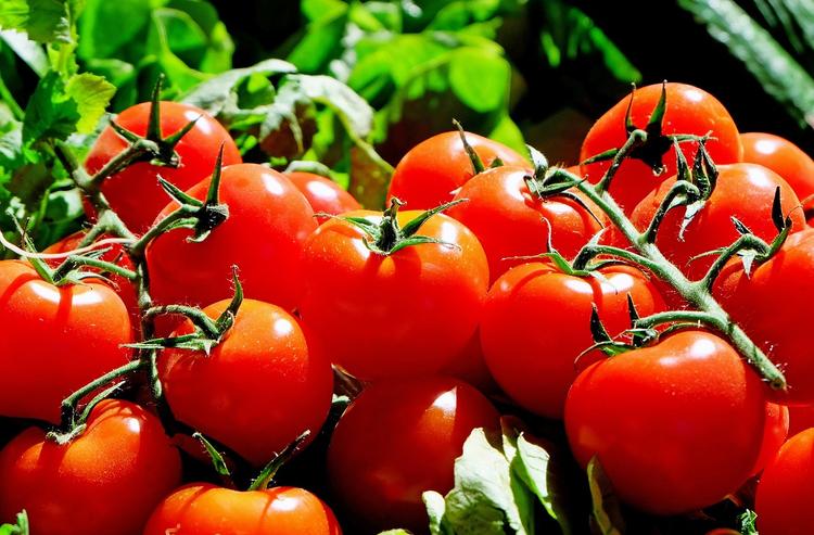 Запрет на ввоз помидоров из Турции предлагают продлить еще до трех лет