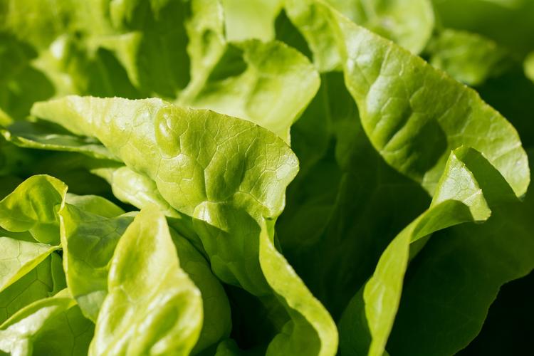 Ученые: салат из пластиковых упаковок может быть опасен для здоровья