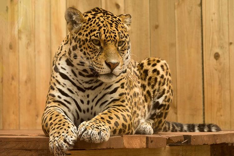 Ягуара, напавшего на сотрудницу зоопарка в Таганроге, застрелили