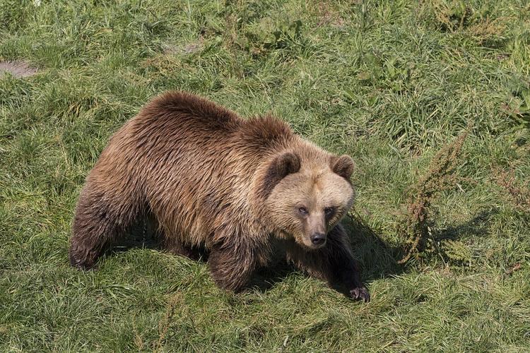 В Сочи медведь убил пенсионерку