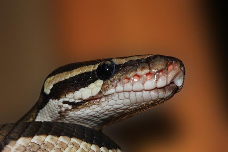 В ЮАР из унитаза жилого дома выползла гигантская змея