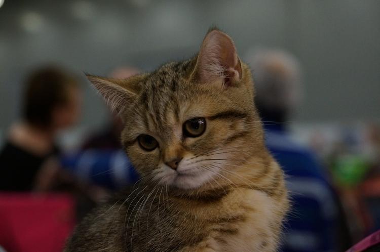 Жители Ялты спасли кота, которому не пожелали помогать сотрудники МЧС