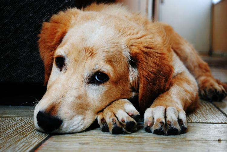 В Хабаровске пёс неделю лежал на холоде около погибшей беременной подруги