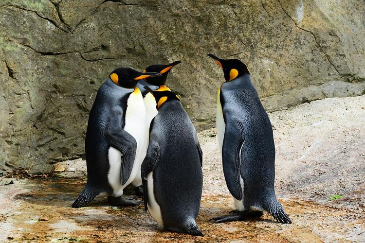 В канадском зоопарке семеро пингвинов утонули от страха