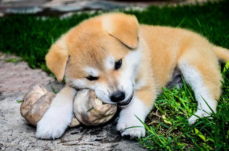 Власти Японии решили не дарить Путину еще одну собаку породы акита-ину