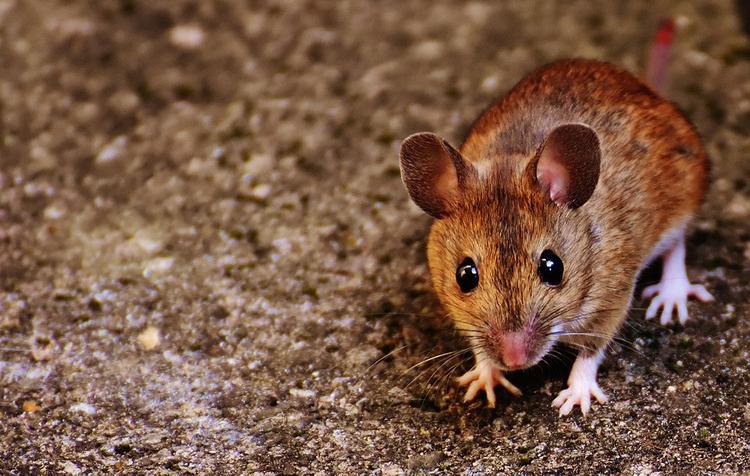 Сенсация в научном мире: экспертам удалось омолодить мышь на генном уровне