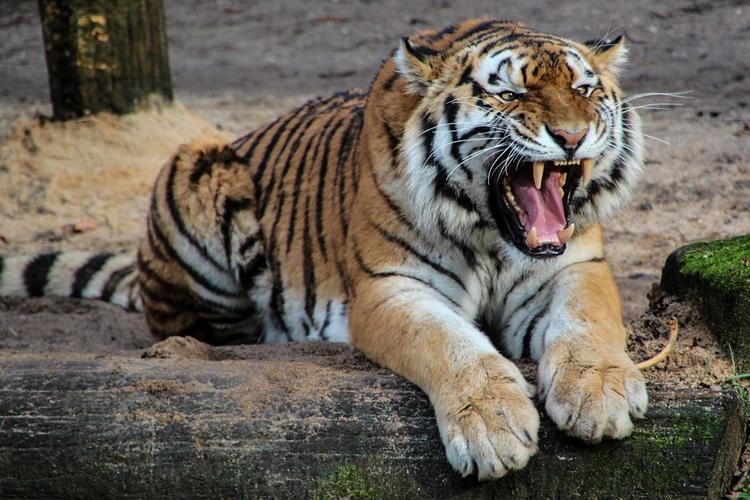 Из зоопарка в Санкт-Петербурге сбежала тигрица
