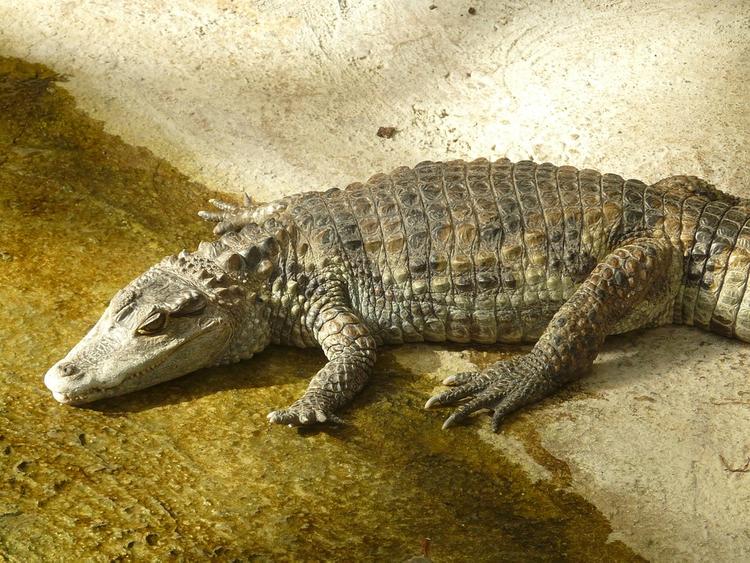 В Пензе на помойку выбросили живого крокодила