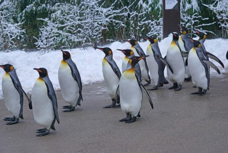 Чемпионат по фигурному катанию открыли живые пингвины