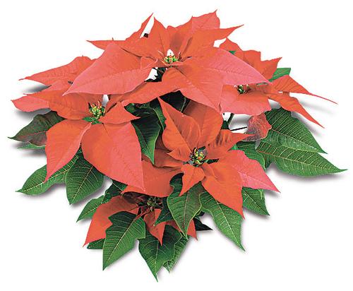 Пуансеттия – цветок-символ новогоднего праздника