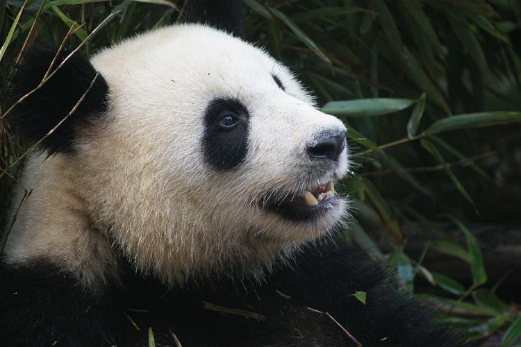 В Китае панда сломала сотруднику заповедника обе руки