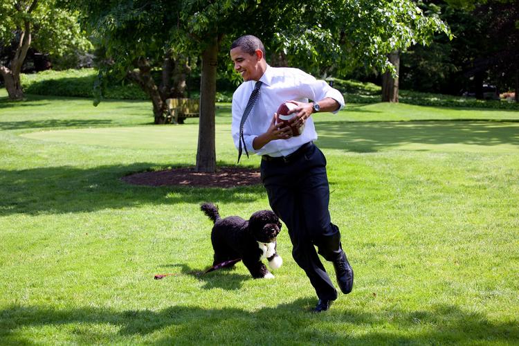 Собака Обамы набросилась на гостью Белого дома и покусала ее (ФОТО)