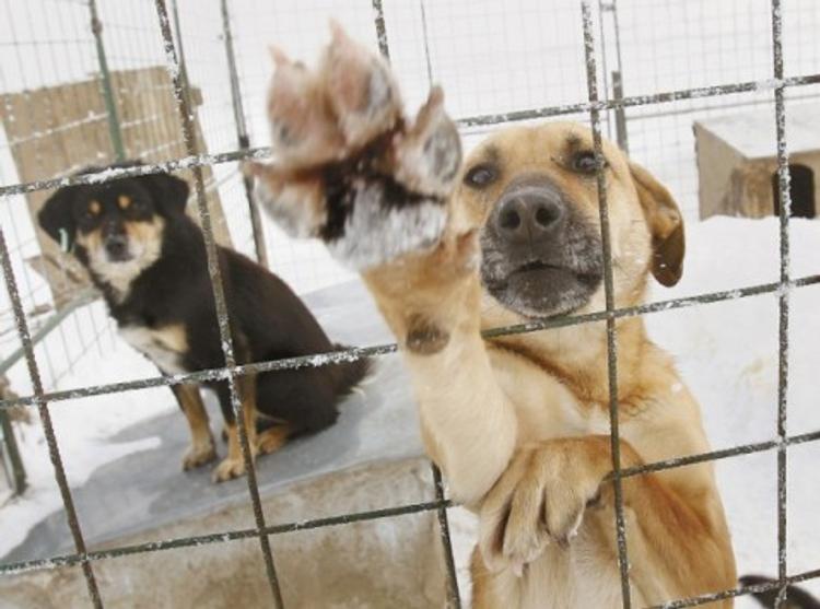 Мэрия Кирова проконтролирует содержание отловленных собак