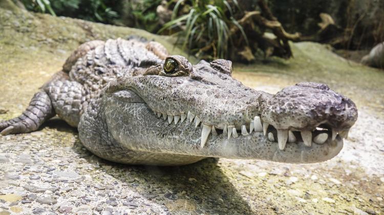 Туристы сняли на камеру, как гигантский аллигатор разгуливает по Флориде (ВИДЕО)