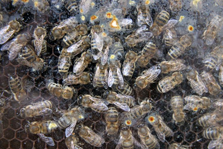Башкирию хотят оградить от чужих пчёл