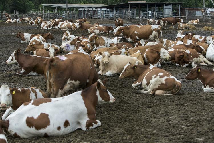 Целое стадо коров смыло наводнением в Аргентине (ВИДЕО)