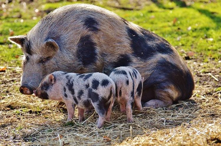 Гибрид свиньи и человека впервые создан учеными