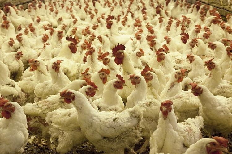 Россельхознадзор предупреждает: в регионах могут вспыхнуть очаги птичьего гриппа