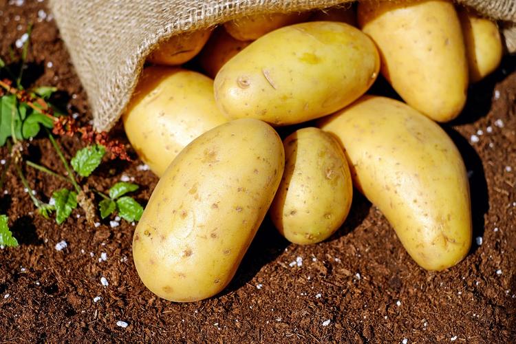 России грозит кризис перепроизводства картофеля