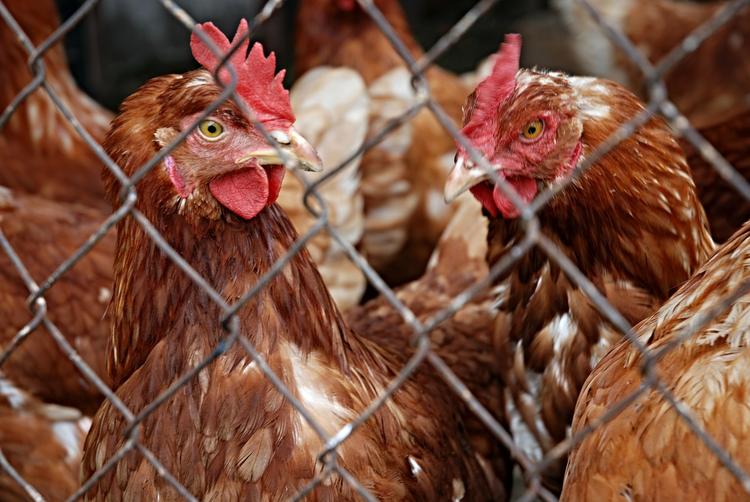Европе запретят поставлять в Россию мясо птицы из-за опасного заболевания