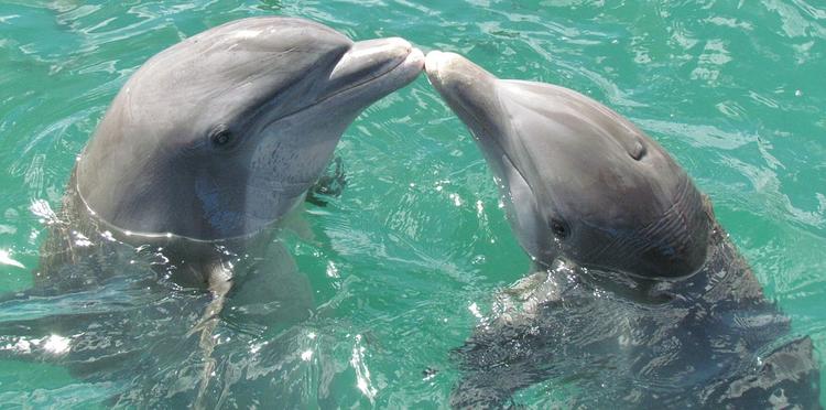 Несколько сотен дельфинов покончили с собой в Новой Зеландии (ВИДЕО)