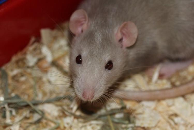 Район Нью-Йорка атакуют крысы, местные власти бьют тревогу