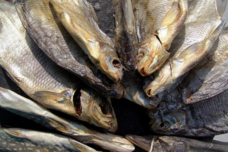 Волгоградские любители рыбы заражаются паразитами
