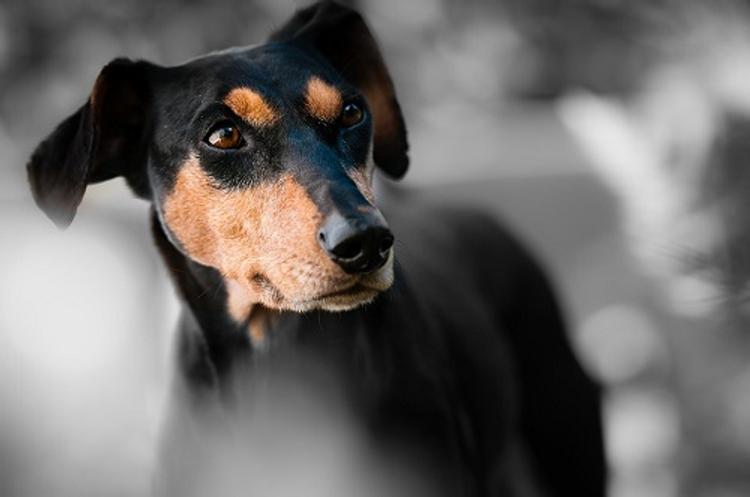 Ученые доказали, что собаки не любят обманщиков и эгоистов