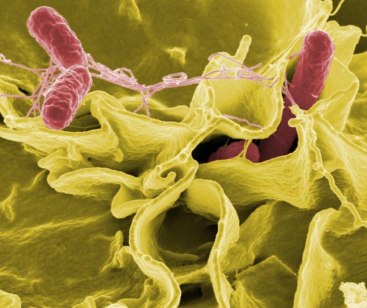 ВОЗ назвала бактерии, представляющие наибольшую опасность для человека