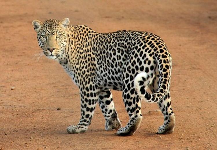 Леопард ранил шесть человек в Индии