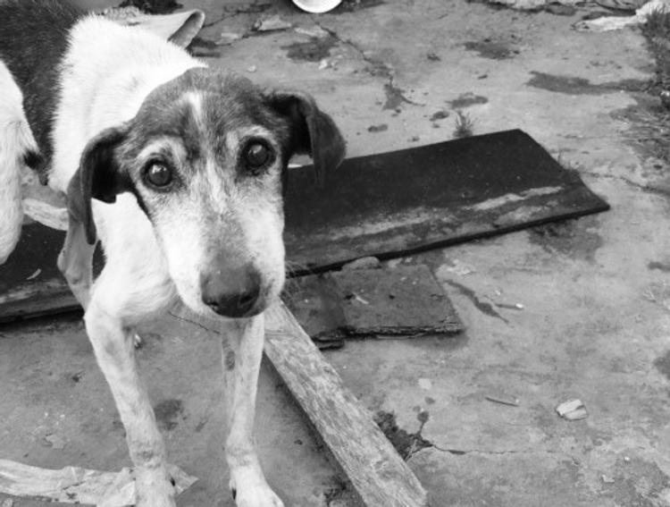 Бездомные собаки в Твери спасли утопающего